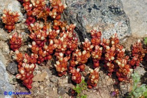 Sedum andegavense (Borracina d'Angiò)