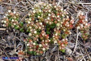 Sedum andegavense (Borracina d'Angiò)