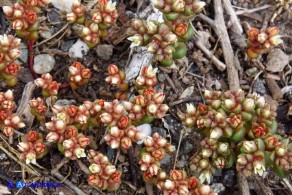 Sedum andegavense (Borracina d'Angiò)