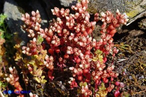 Sedum andegavense (Borracina d'Angiò)