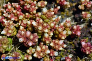 Sedum andegavense (Borracina d'Angiò)