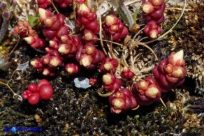 Sedum andegavense (Borracina d'Angiò)