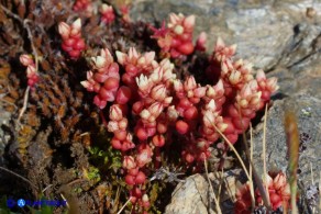 Sedum andegavense (Borracina d'Angiò)