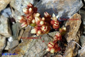Sedum andegavense (Borracina d'Angiò): fiori pentameri e tetrameri