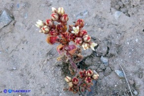 Sedum andegavense (Borracina d'Angiò)