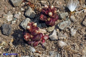 Sedum andegavense (Borracina d'Angiò)