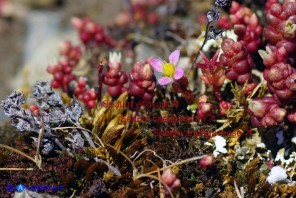 Sedum villosum, Sedum caespitosum, Sedum andegavense (Borracina d'Angiò)