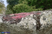 Sedum caeruleum (Borracina azzurra)