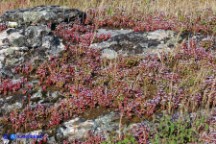 Sedum caeruleum (Borracina azzurra)