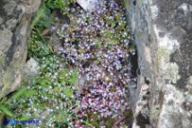 Sedum caeruleum (Borracina azzurra)