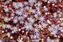 Sedum caeruleum (Borracina azzurra)