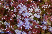 Sedum caeruleum (Borracina azzurra)