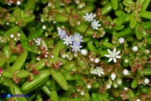 Sedum caeruleum (Borracina azzurra)