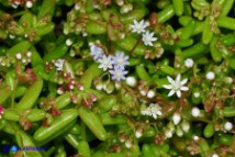 Sedum caeruleum (Borracina azzurra)