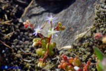 Sedum caeruleum (Borracina azzurra)