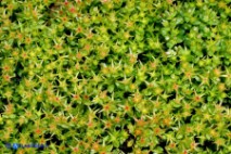 Sedum caespitosum (Borracina cespitosa)