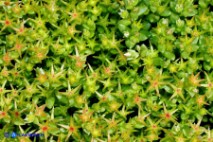 Sedum caespitosum (Borracina cespitosa)