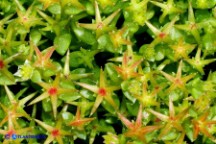 Sedum caespitosum (Borracina cespitosa)