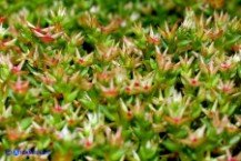 Sedum caespitosum (Borracina cespitosa)