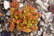 Sedum caespitosum (Borracina cespitosa): cespo formato da una sola pianta