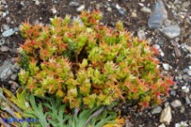 Sedum caespitosum (Borracina cespitosa): cespo formato da una sola pianta