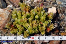 Sedum caespitosum (Borracina cespitosa): cespo formato da una sola pianta