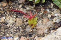 Sedum caespitosum (Borracina cespitosa)