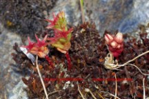 Sedum caespitosum e Sedum andegavense (Borracina cespitosa e Borracina d'Angiò)