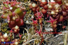 Sedum caeruleum, caespitosum e andegavense (Borracina azzurra, cespitosa e d'Angiò)
