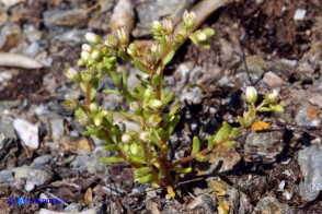 Sedum villosum (Borracina villosa)