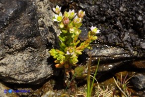 Sedum villosum (Borracina villosa)