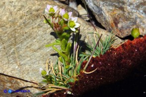 Sedum villosum (Borracina villosa)