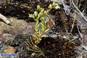 Sedum villosum (Borracina villosa)