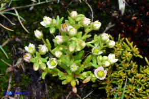 Sedum villosum (Borracina villosa)