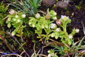 Sedum villosum (Borracina villosa)