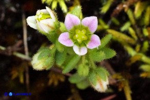 Sedum villosum (Borracina villosa)
