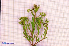 Sedum villosum (Borracina villosa)