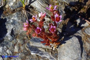 Sedum glandulosum (Borracina ghiandolosa)
