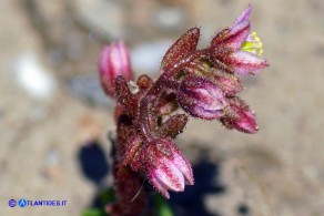 Sedum glandulosum (Borracina ghiandolosa)