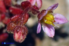 Sedum glandulosum (Borracina ghiandolosa)