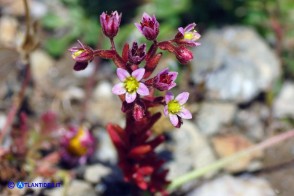 Sedum glandulosum (Borracina ghiandolosa)
