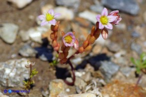 Sedum glandulosum (Borracina ghiandolosa)