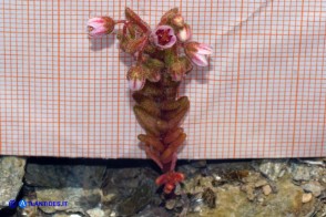 Sedum glandulosum (Borracina ghiandolosa)
