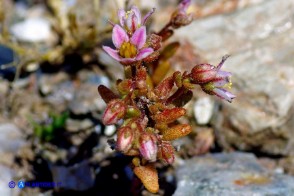 Sedum glandulosum (Borracina ghiandolosa)