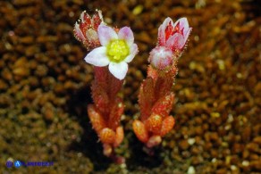 Sedum glandulosum (Borracina ghiandolosa)