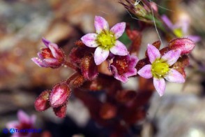 Sedum glandulosum (Borracina ghiandolosa)