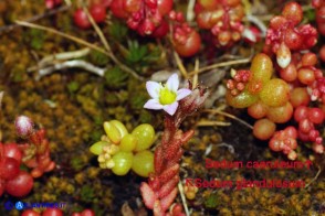 Sedum glandulosum e Sedum caeruleum