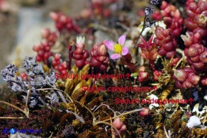 Sedum glandulosum, Sedum caespitosum e Sedum andegavense