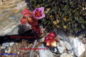 Sedum glandulosum e Sedum andegavense