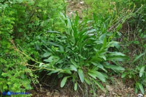 Senecio morisii (Senecione di Moris)
